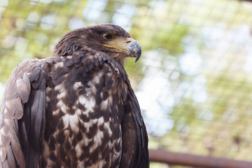 Eagle in a cage. Predator, predatory look