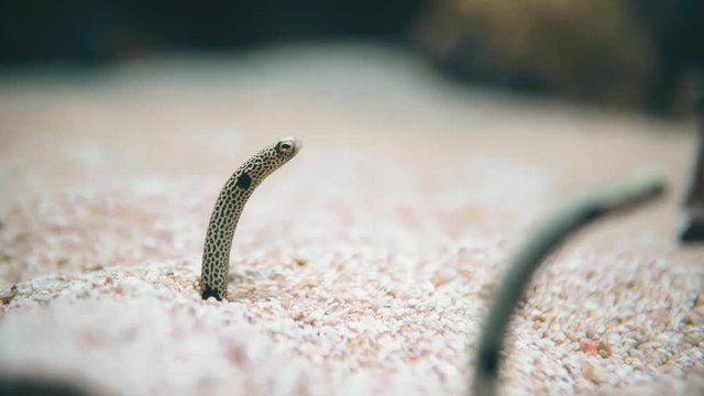 Underwater Garden Eels Sticking Their Heads Out Of Sand
