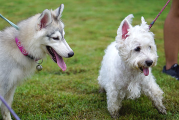 siberian husky puppy talking with West Highland White Terrier with dog leash