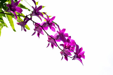 Obraz na płótnie Canvas Orchids isolated on white background