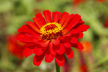 Rote Gerbera (Gerbera) Blume,