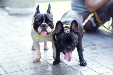 Two French bulldogs smiling and sitting on the ground