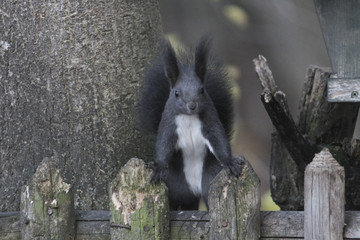 Eichhörnchen © were