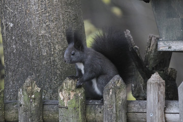 Eichhörnchen © were