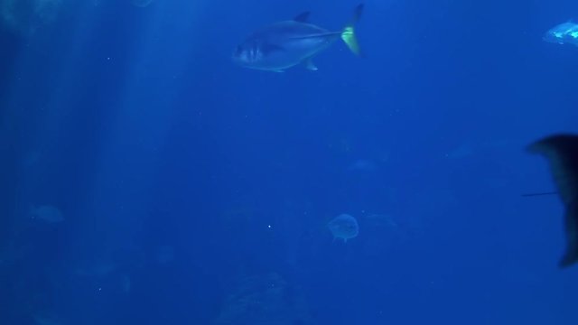 Deep Ocean Colorful Fish Swimming In Large Aquarium