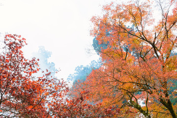 晩秋の森の木々