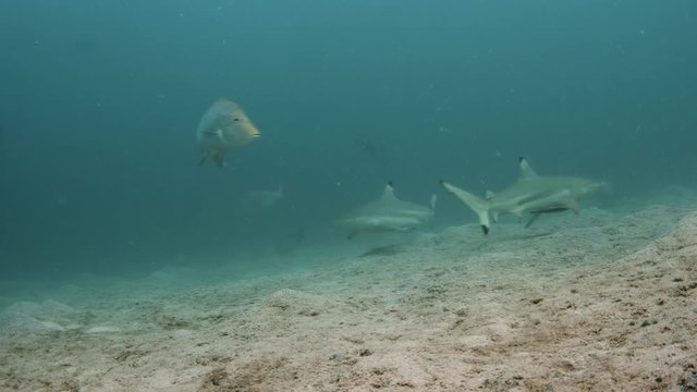 A shot of a shark with a remora attached swimming on the sea floor. Different fishes swims near the ocean floor.