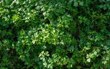 Parsley leaves in the garden.Texture.