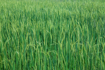 green paddy before harvest