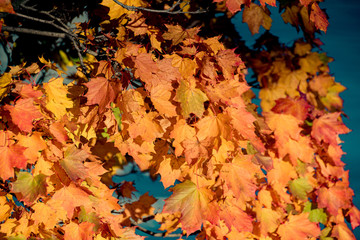 Herbststimmung auf der Donauinsel in Wien