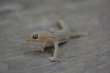 Lizards stand still while crawling out for living.