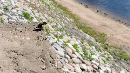 Bird before flight