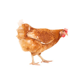 full body of brown chicken ,livestok isolated white backgorund