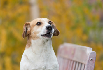 Portait of cute dog in park