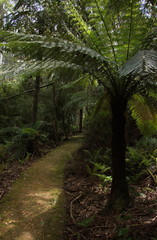 Landschaft in Bemm River Scenic Reserve