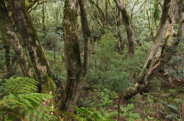 Fototapeta premium Landschaft in Bemm River Scenic Reserve