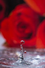 Macro photo Water splash with reflection of red rose