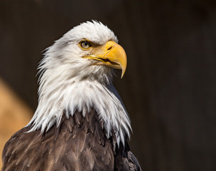 Obraz premium American Eagle