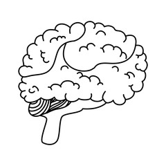 brain human isolated icon vector illustration design