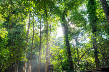 Sunlight shine through tree in tropical rainforest