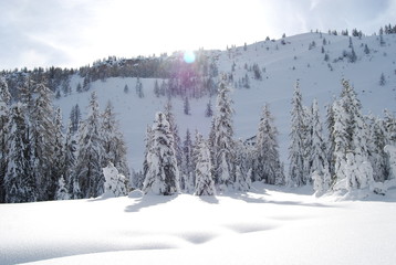 Alberi d'inverno