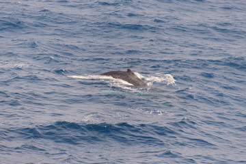 Obraz premium Humpback whale fin