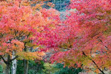 Obraz na płótnie Canvas Fall Season Arashiyama Kyoto