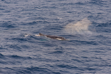 Fototapeta premium Humpback whale fin