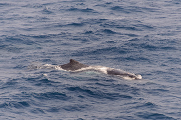 Fototapeta premium Humpback whale fin