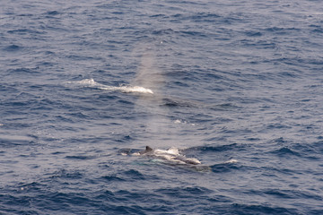 Fototapeta premium Humpback whale fin