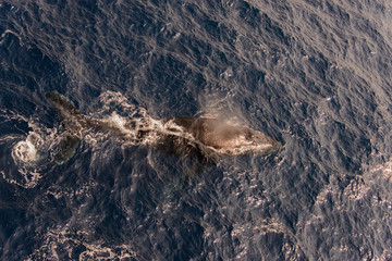 Humpback whale swimming in deep blue sea water - aerial view
