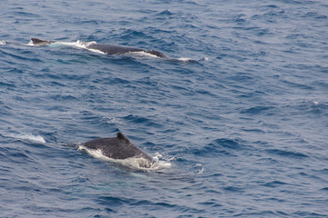 Naklejka premium Humpback whale fin