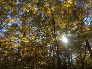 sunlight through forest during fall foliage