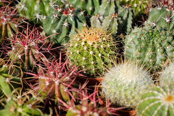 cactus group, small cacti in pots