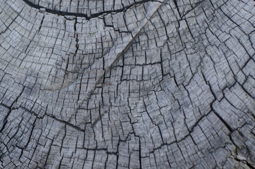 wood texture