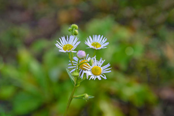 Autumn Camomiles