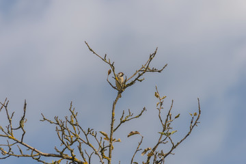 Sparrow on a branch