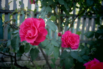 rose flower