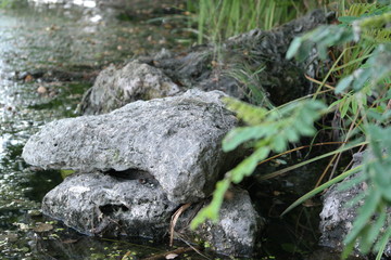 stone by the river