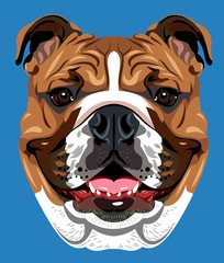 Portrait of English bulldog