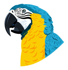 Portrait of a macaw parrot 
