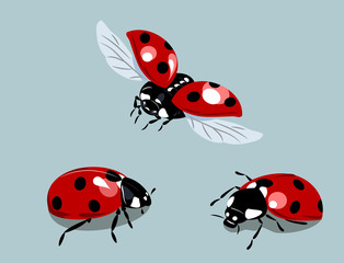 a set of images of ladybirds