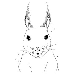 Vector graphic sketch of squirrel