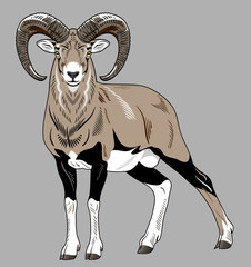 Fototapeta premium Portrait of a horned ram