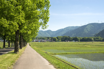 田んぼと道とメタセコイア並木