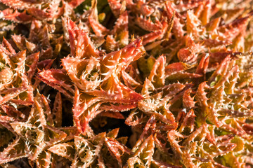  red aloe cactus  