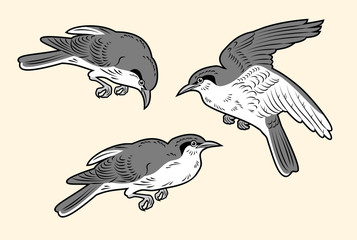 A set of images of birds