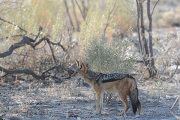 Wolf in Namibia