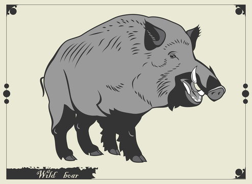 Portrait of a wild boar