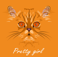 Portrait of a cat of Persian chinchilla